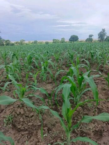 Shamba – Bagamoyo
